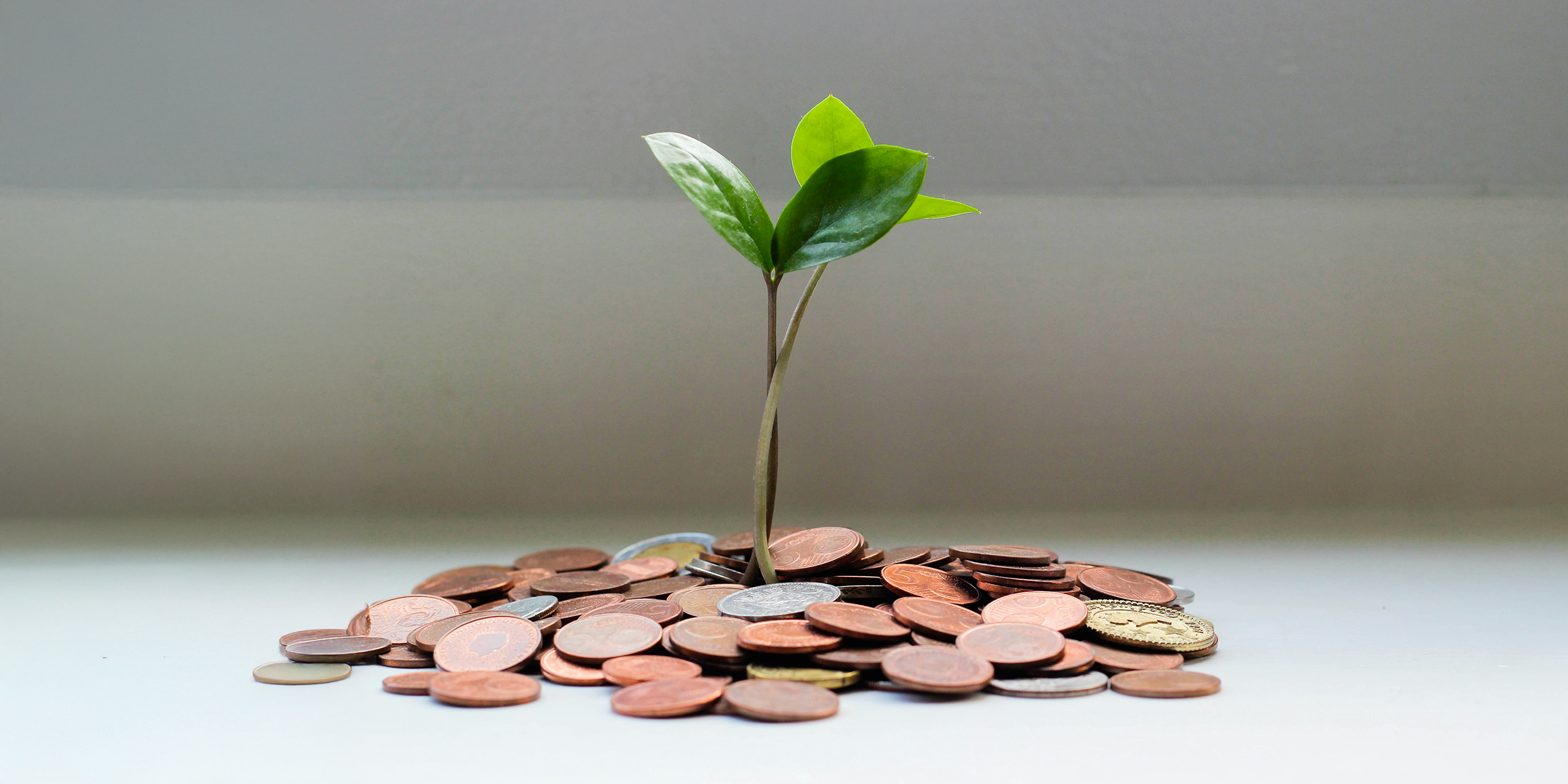 Image of tiny tree growing out of pennies.