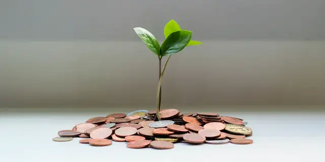 Image of tiny tree growing out of pennies.